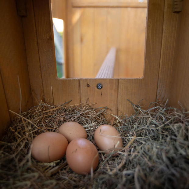 Ferplast Pollaio Casetta per polli Galline ovaiole HEN HOUSE 10 da esterno,  in legno FSC, per circa 4 galline, Accessori inclusi : :  Commercio, Industria e Scienza